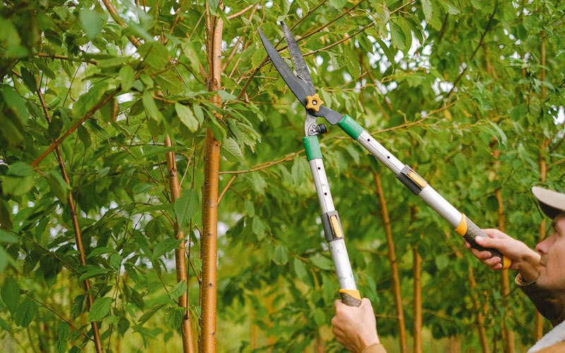 Tree trimming in Culebra, PR